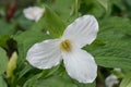 White Trillium grandiflorum, bright white flower